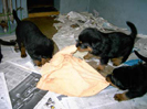 Welpen von Umbra und Drago